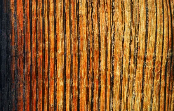 Surface, tree, color