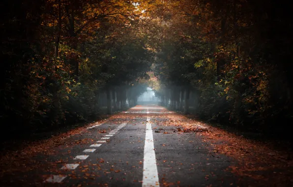 Road, autumn, fog