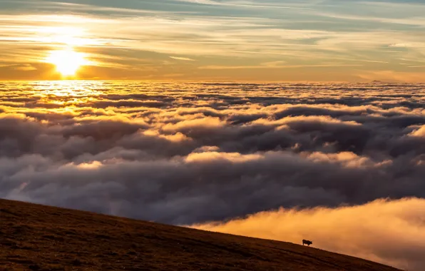 Picture the sky, mountains, cows, obloka