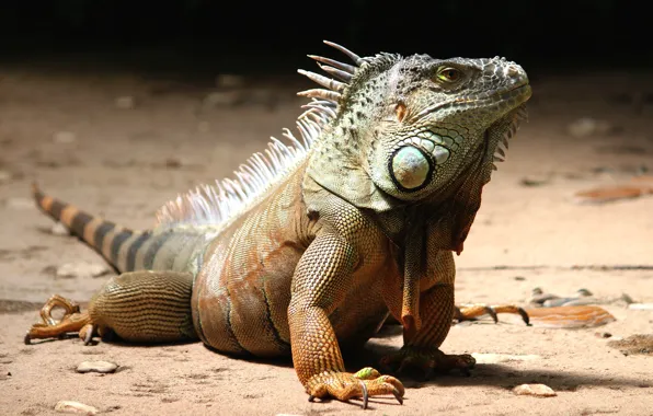 Iguana, Lizard, Animal