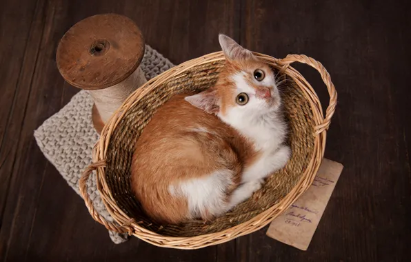 Look, pose, style, retro, the dark background, kitty, table, basket