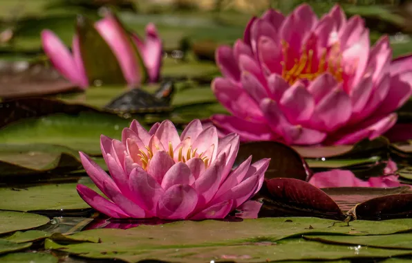 Picture leaves, flowers, Lily, pink, flowering, water Lily
