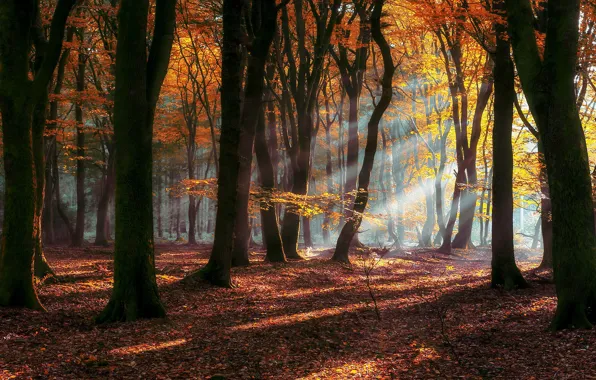 Autumn, forest, the sun, rays, light, trees, branches, fog