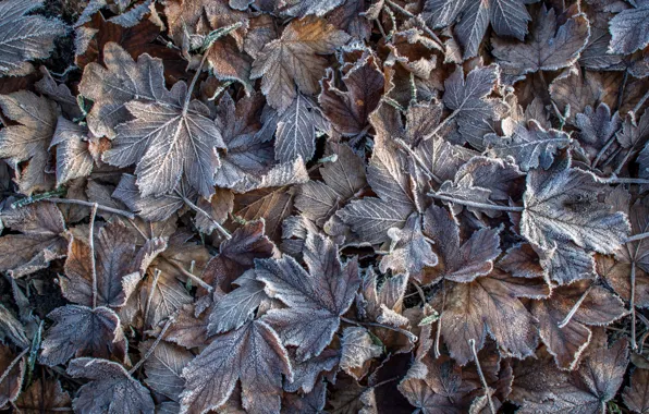 Frost, autumn, leaves