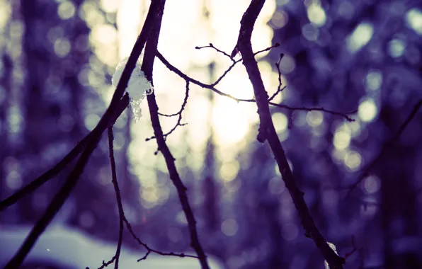 Winter, forest, the sun, macro, snow, trees, landscape, branches