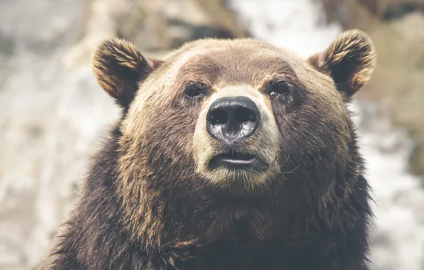 Look, nose, bear, ears, brown