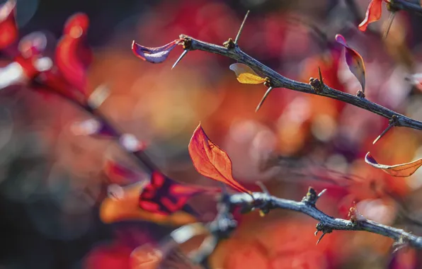 Autumn, light, branches, blur, spikes, shrub, bokeh, autumn leaves