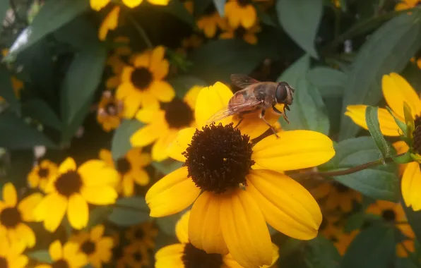 Flower, Bee, Leaves, Orange, A lot