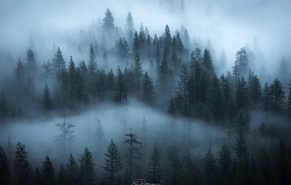 Picture forest, nature, fog