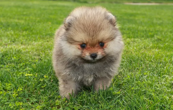 Grass, dog, puppy, face, brown, Spitz