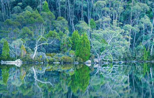 Trees, lake, Australia, Tasmania, National Park mount field