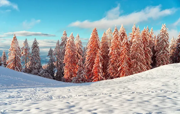 Winter, forest, clouds, light, snow, nature, hills, the slopes