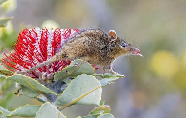 Flower, background, animal, proboscis-headed couscous, The honeyeater possum