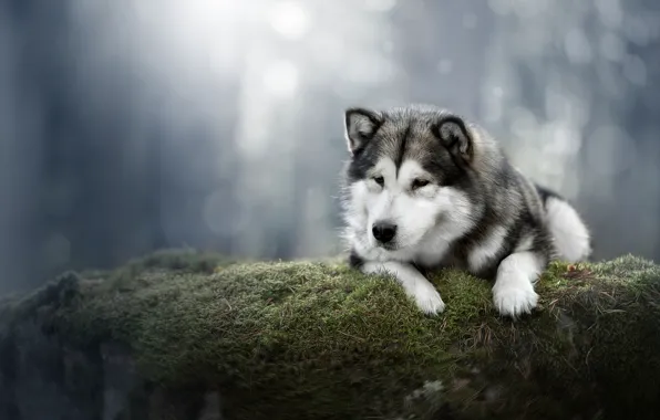 Picture background, moss, dog, Alaskan Malamute