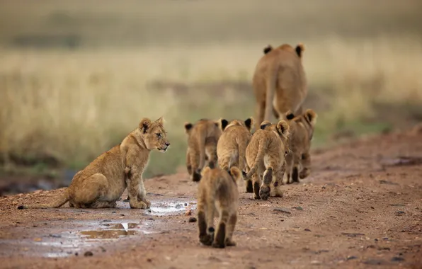 Picture nature, Africa, lions