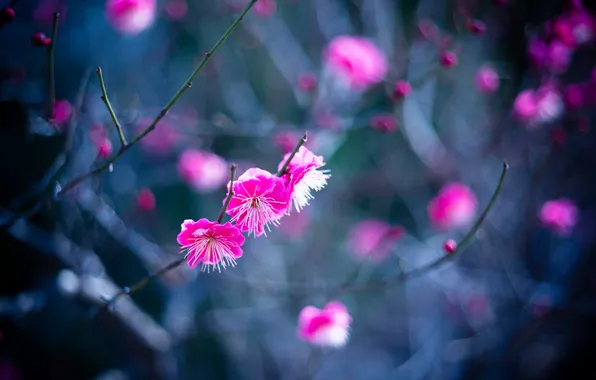 Picture flowers, branches, spring, garden