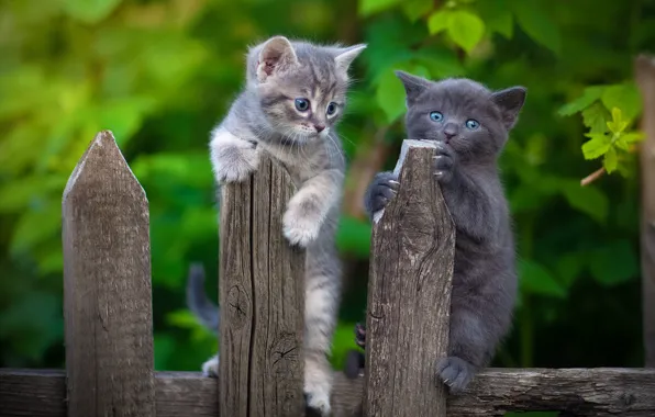 Picture the fence, kittens, kids, a couple, two kittens