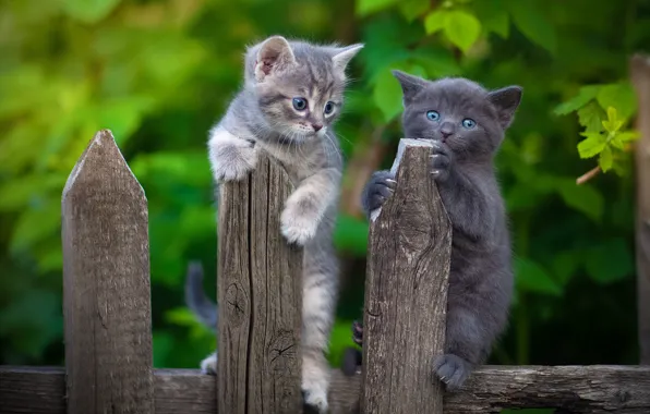 Picture the fence, baby, kitty, a couple, two kittens