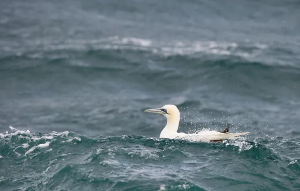 Picture waves, sea, bird, wildlife, gannet