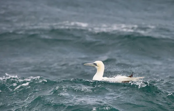 Waves, sea, bird, wildlife, gannet