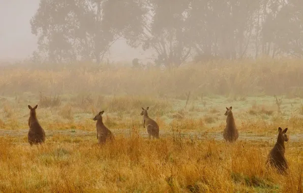Picture nature, fog, Australia, haze, national Park, giant kangaroo, Kosciuszko
