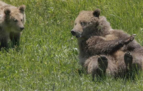 Grass, bears, bear, bear, Grizzly