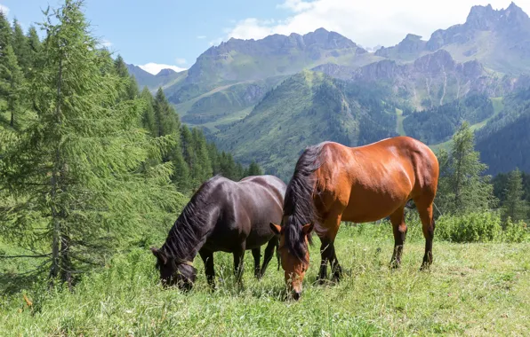 Forest, summer, grass, mountains, nature, two, horses, horse