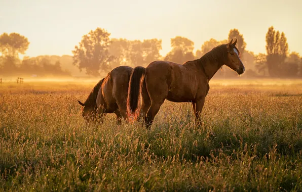 Picture field, grass, look, light, fog, horse, horse, two
