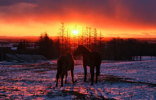 Winter, field, forest, the sun, light, snow, trees, sunset
