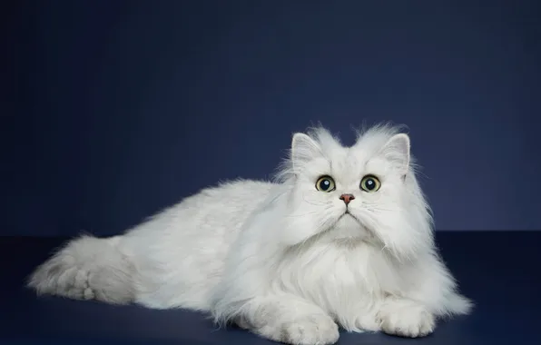 Cat, white, cat, look, pose, fluffy, lies, face
