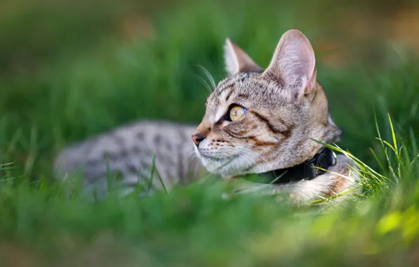 Cat, grass, cat, look, kitty, lies, collar, kitty