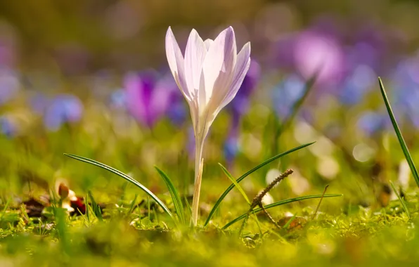Light, spring, crocuses, pink