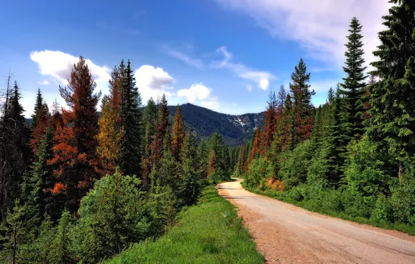 Road, forest, trees, mountains