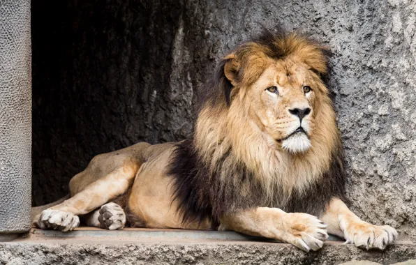Picture Leo, beast, zoo
