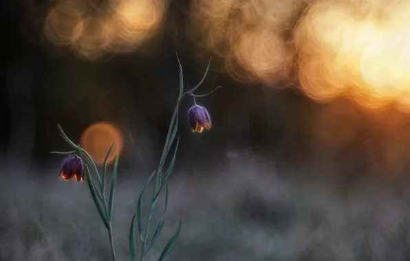 Macro, light, flowers, spring, bokeh, Chess grouse