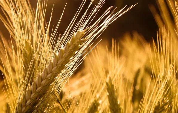 Wheat, ear, macro nature