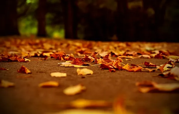 Road, the evening, Autumn