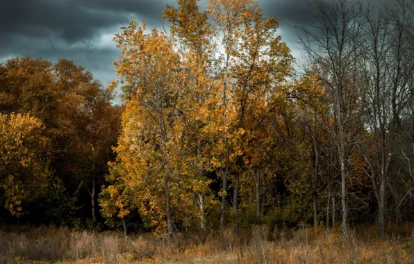 Autumn, Forest, Autumn forest, Autumn Landscape, Autumn forest landscape