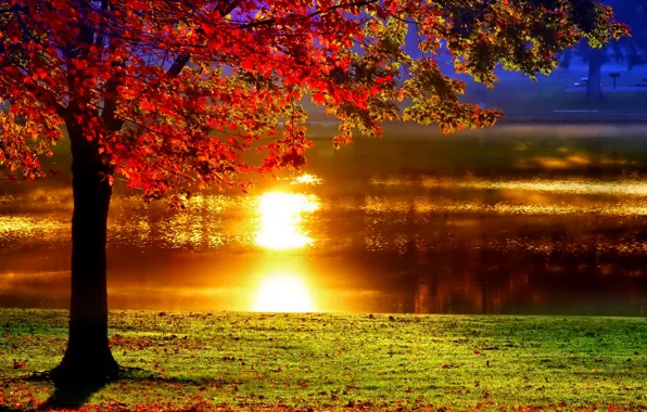 Autumn, pond, Park, reflection, tree