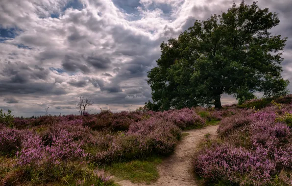 Field, the sky, clouds, tree, overcast, path, the bushes, Heather