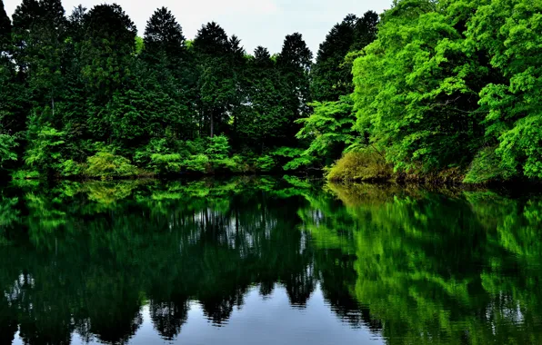 Greens, trees, nature, lake, reflection
