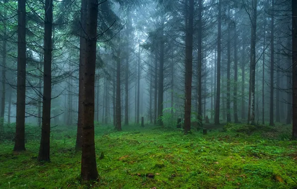 Picture forest, trees, nature, fog