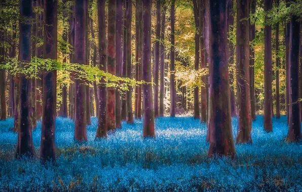 Forest, trees, flowers, branches, nature, trunks, treatment, blue