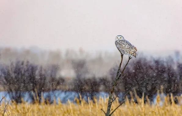 Picture winter, field, the sky, grass, snow, branches, nature, owl