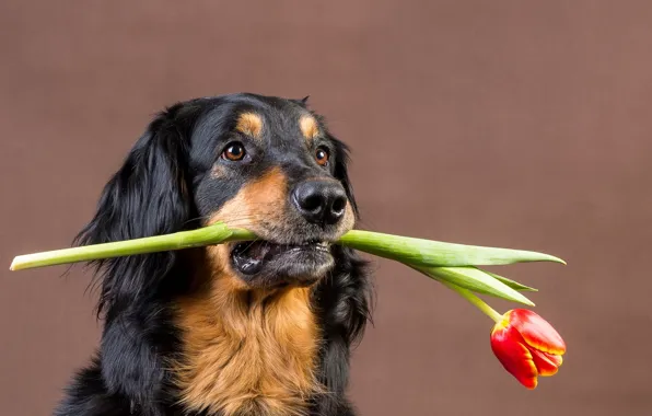 Picture each, dog, tulips