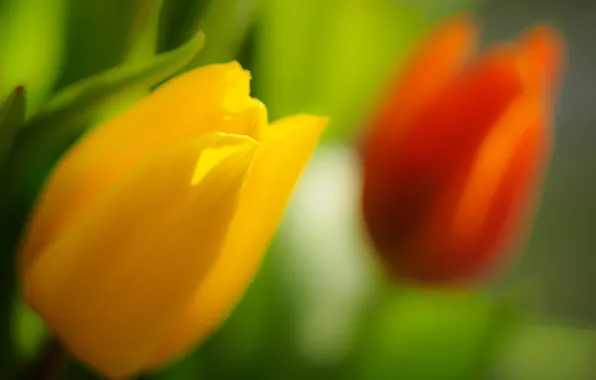 Picture spring, petals, tulips, buds
