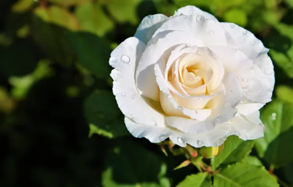 Flower, leaves, drops, light, Rosa, background, dark, rose