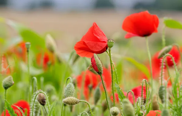 Flowers, red, nature, Mac, Maki, buds, green background