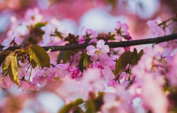 Leaves, light, flowers, cherry, beauty, branch, spring, Sakura