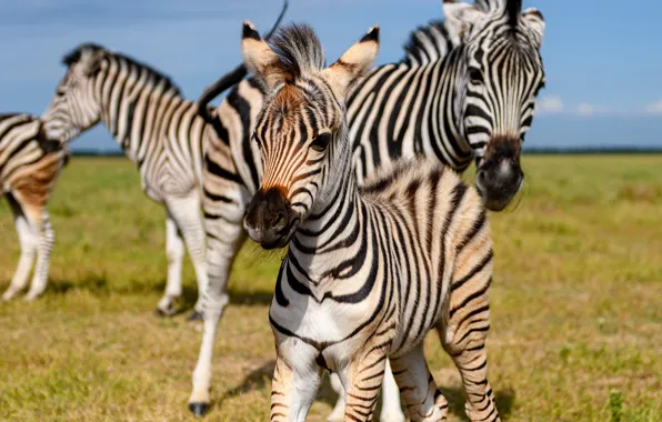 Picture animals, cub, Zebra